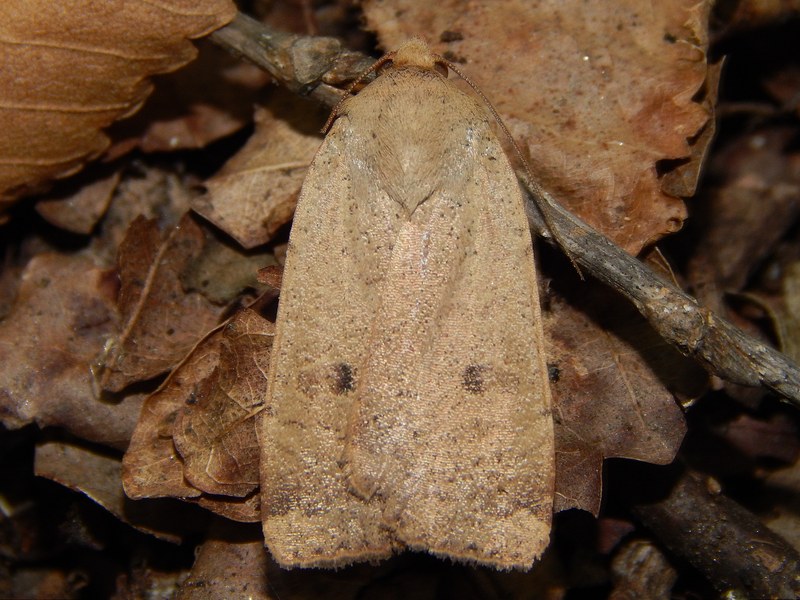 Noctuidae da identificare